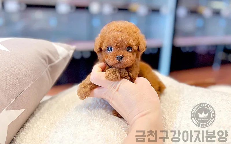 금천구 강아지 분양 2026: 시흥 애견샵 혜택 및 건강한 반려견 찾는 법 2