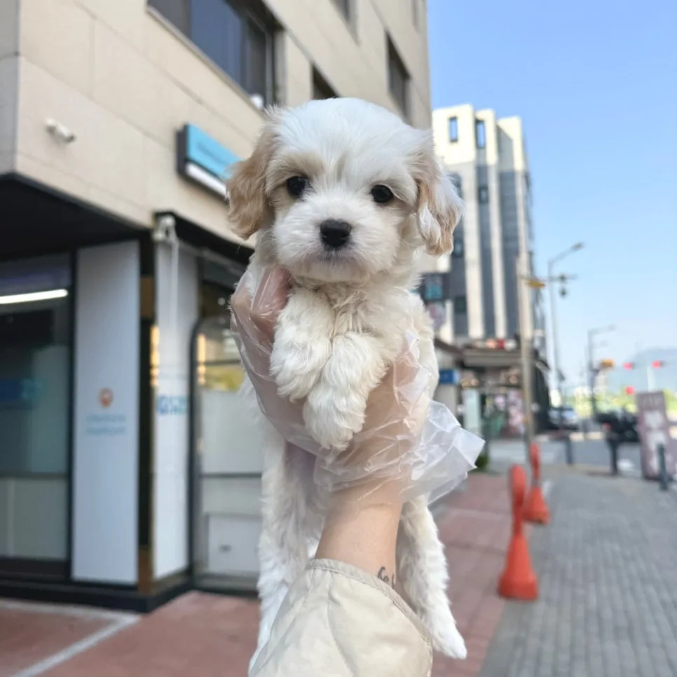 카바숑 분양 2026: 매력적인 믹스견 특징과 양육 가이드 2
