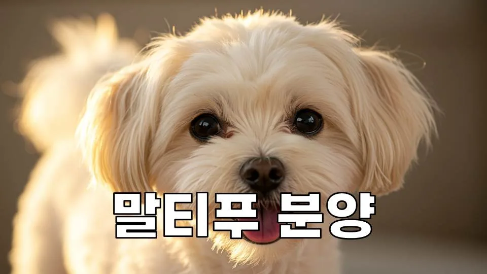 말티푸 분양 2026: 건강한 반려견 선택을 위한 3가지 필수 체크리스트