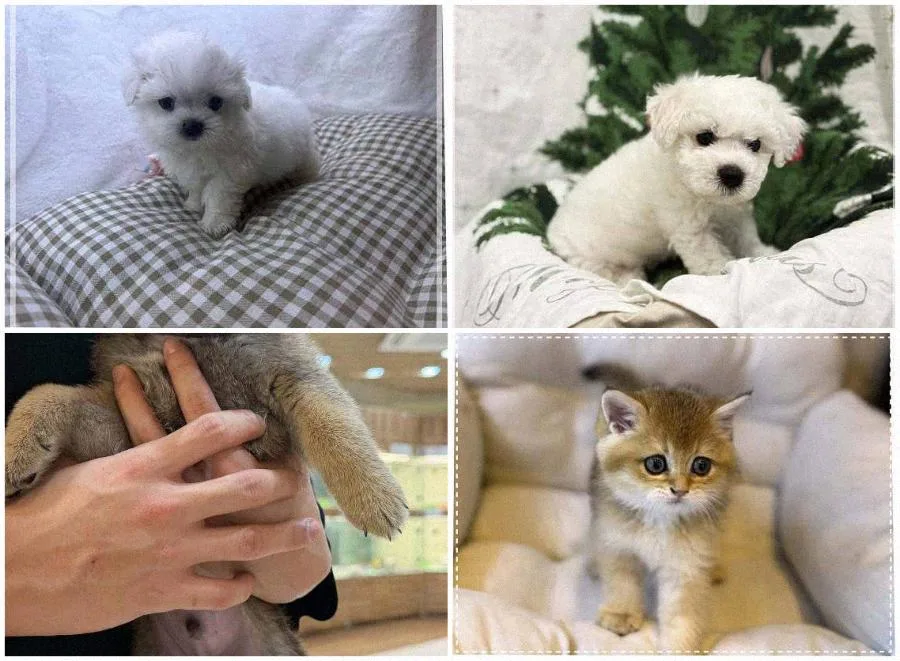 서울 강아지 분양 2026: 건강한 반려견 찾는 3가지 핵심 기준