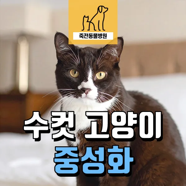 수컷 고양이 중성화, 넥카라 없이 회복하는 방법 2026