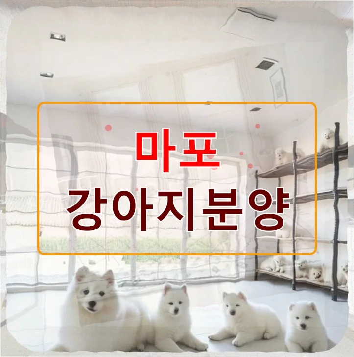 마포 강아지 분양 후기: 포메라니안 입양 7일차, 훈련과 책임감 깨달은 경험 2026