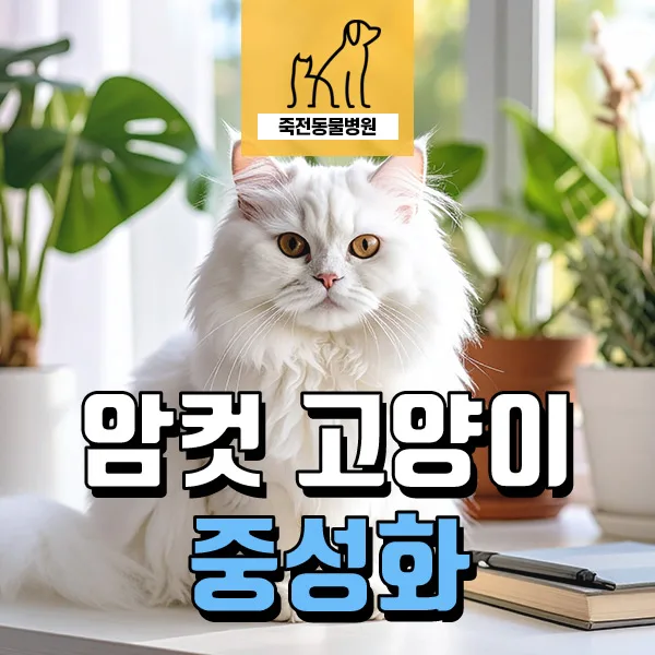 암컷 고양이 중성화, 발정·배란 원리 이해 2026