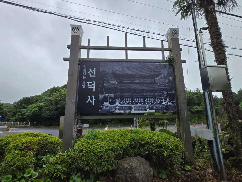 제주 고살리 숲길, 2026년 탐방 전 꼭 알아야 할 3가지
