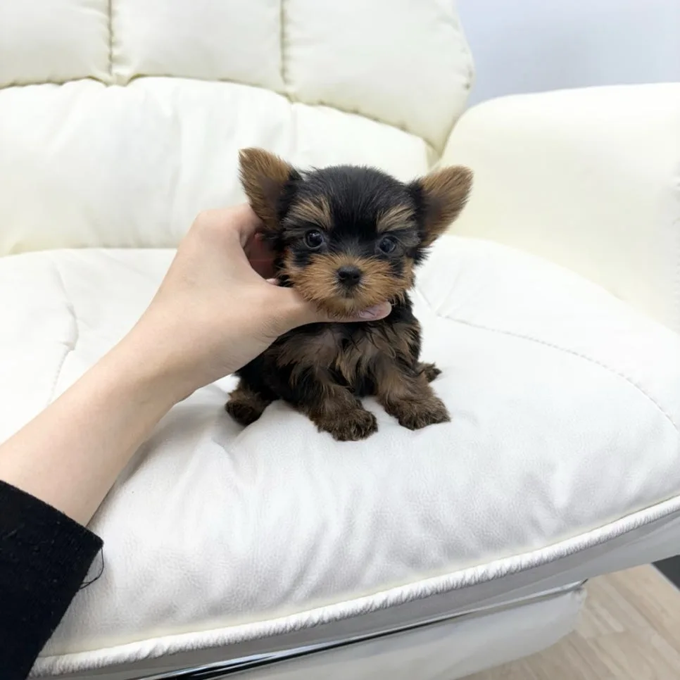 과천 요크셔테리어 분양 2026: 건강한 강아지 찾는 법 2