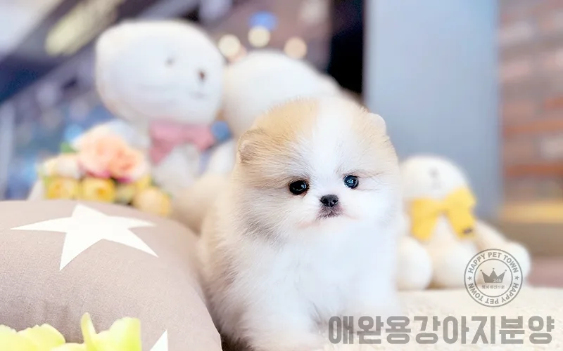 반려견 입양, 다시 찾은 행복 이야기 2026 (강아지분양) 2