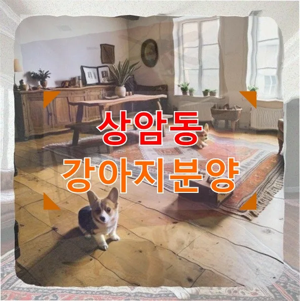 상암동 강아지분양: 첫 반려견 입양, 꼼꼼한 직장인의 선택 2026