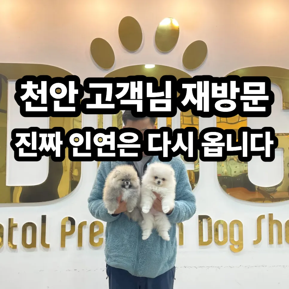 세종 강아지 분양 후기 2026: 포메라니안 대박이, 아리와의 만남