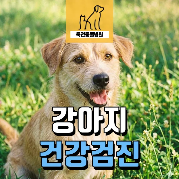 10살 강아지 건강검진: 신장 결석·고지혈증 관리법 2026