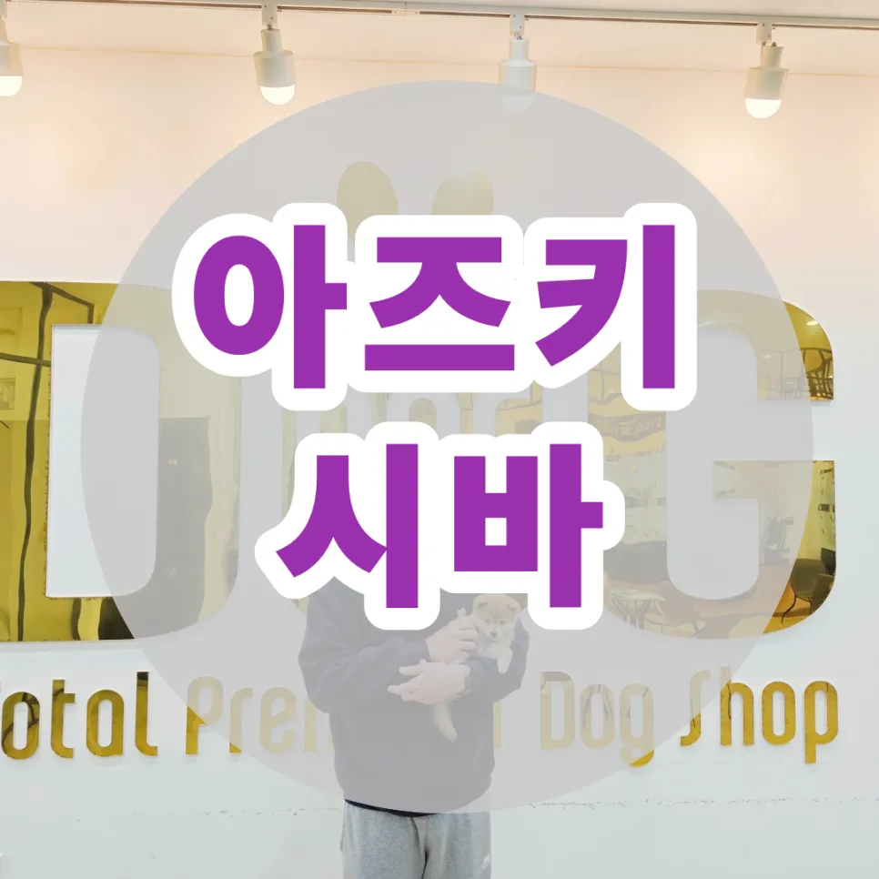 세종 아즈키 시바견 분양, 작은 시바견 입양 전 필수 체크리스트 2026