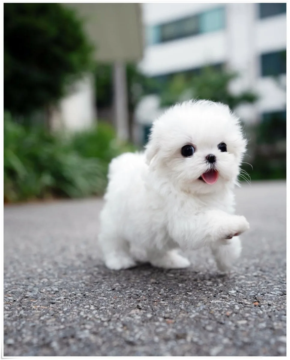 경기 광주 애견 분양 2026: 스타일독앤캣 건강한 반려견 찾는 법