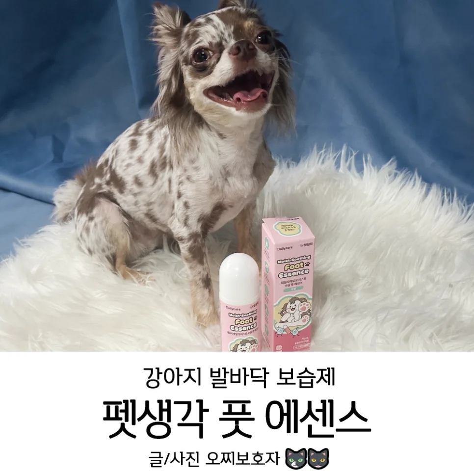 강아지 발바닥 습진 완화 펫생각 풋에센스 후기 2026