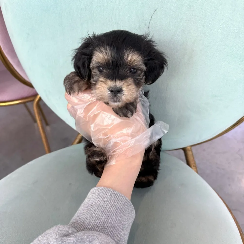 요크셔테리어 분양 2026: 건강한 반려견 선택 가이드 2