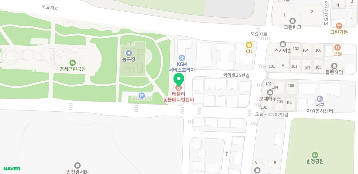 테디럽 인천 강아지 분양 2026: 초보자도 안심하는 방법 2