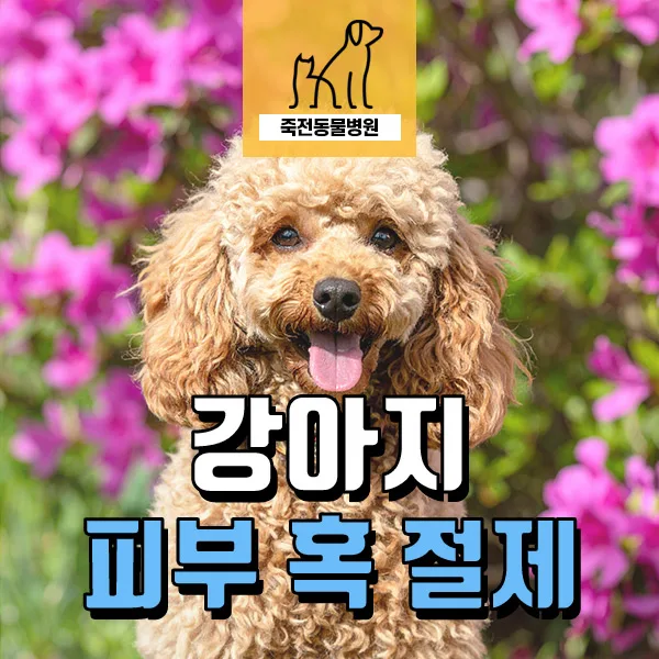 강아지 얼굴 혹, 양성/악성 종양 구분법과 수술 사례 (2026)