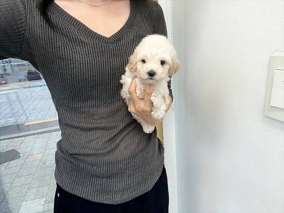 말티푸 분양 2026: 중원구 인기 소형견 입양 가이드 2