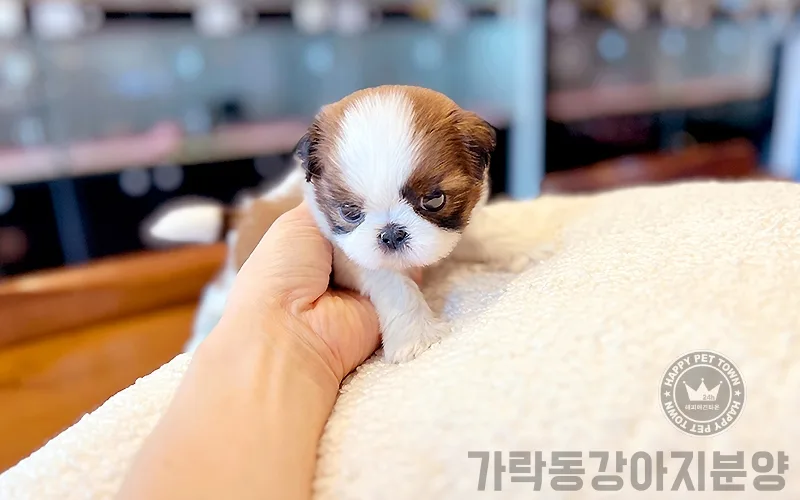 2026년 시츄 분양가 비교: 가락동 인기 강아지 입양 가이드 2