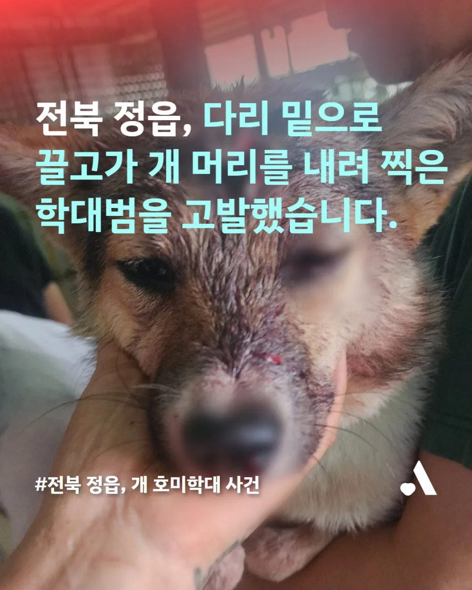 정읍 개 학대 사건: 호미 학대범 검거 및 구조견 회복 과정 2026