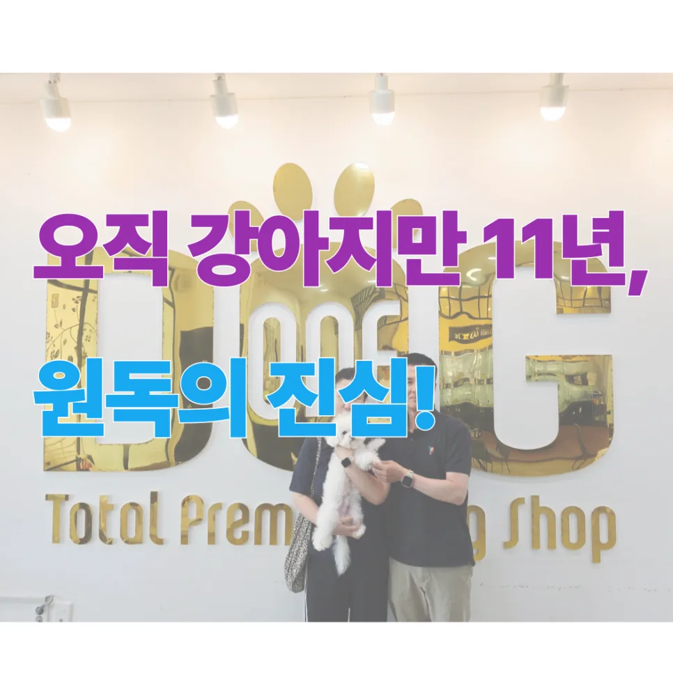 세종시 강아지 분양 2026: 11년 전통 애견샵 선택 가이드 3