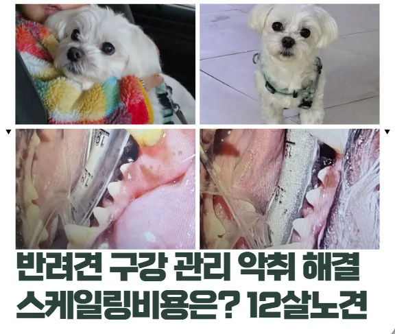12살 반려견 입냄새, 스케일링 후기 및 비용 2026년 총정리