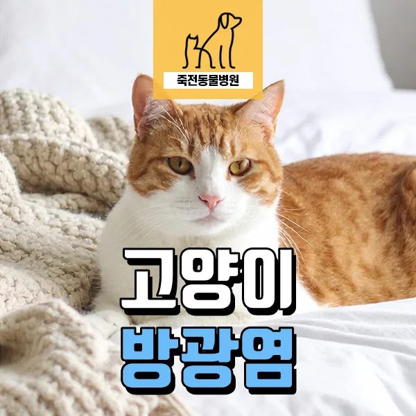 고양이 방광염 증상, 스트레스 원인과 치료법 2026년 총정리