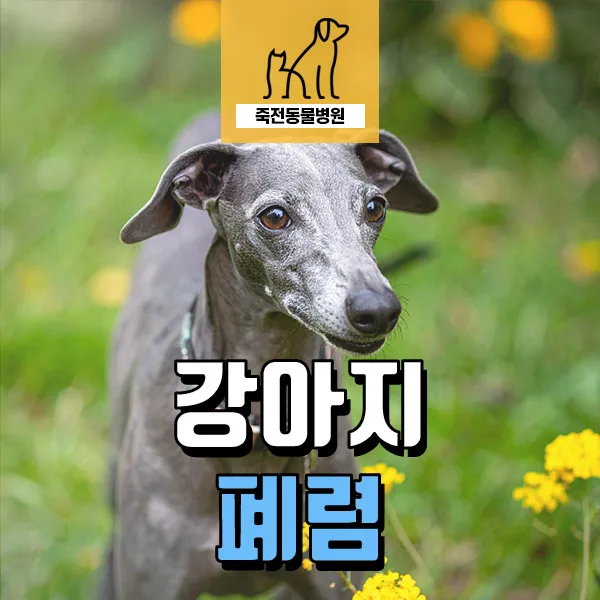 유기견 폐렴·설사 치료 2026: 입양 후 필수 검사 총정리