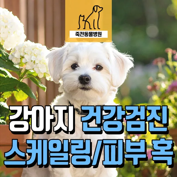 11살 강아지 건강검진, 스케일링 및 피부 혹 제거 후기 2026