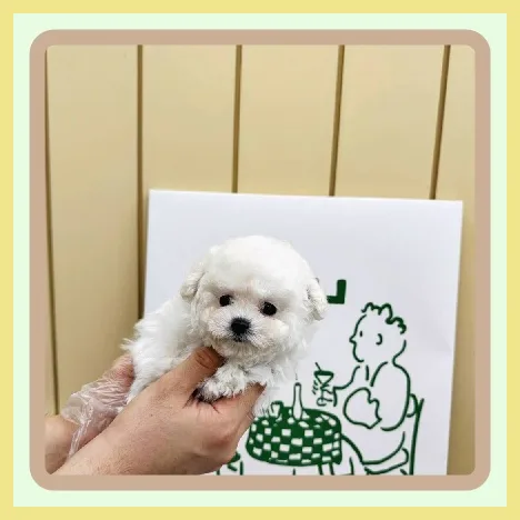 평택 강아지 무료 분양 2026: 책임감 있는 입양 가이드