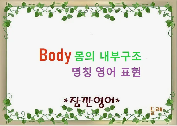 몸 속 영어 명칭 2026: 살부터 뼈까지 완벽 정리