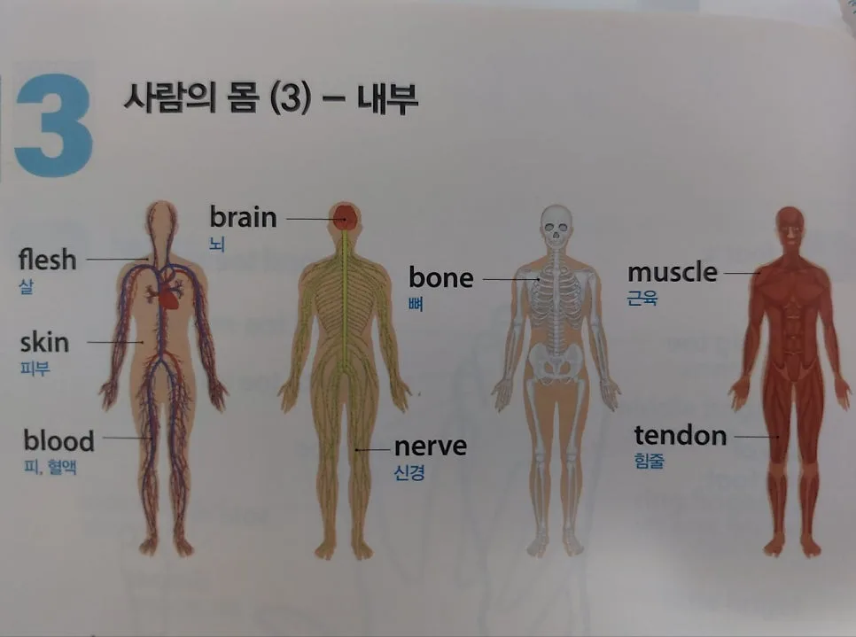 몸 속 영어 명칭 2026: 살부터 뼈까지 완벽 정리 3