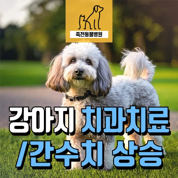 강아지 치과 검진 시 간 수치 상승? 사료 변경으로 해결한 실제 사례 2026