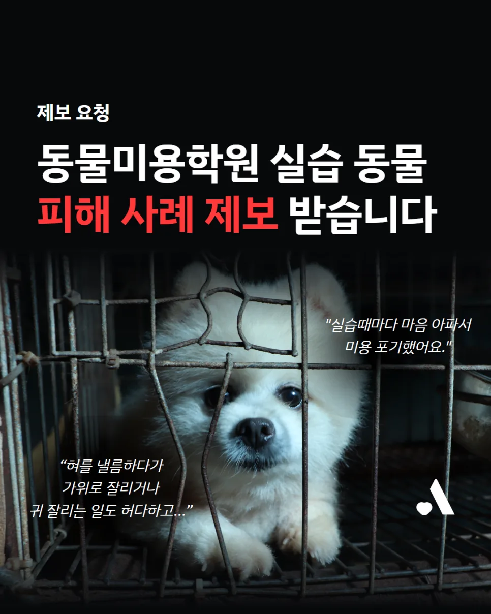 동물미용학원 실습견 피해 2026: 수강생 고통·동물 학대 사례 총정리