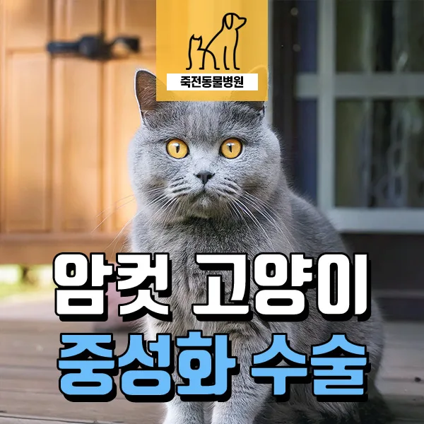 고양이 중성화 늦은 경우 차이점 2026: 1.5세 암컷 사례 분석