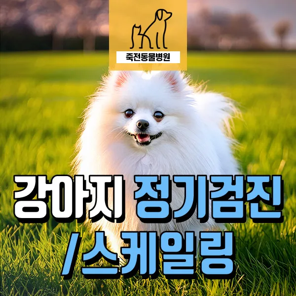 강아지 비장 혹 검진 및 스케일링: 9세 포메라니안 사례 2026