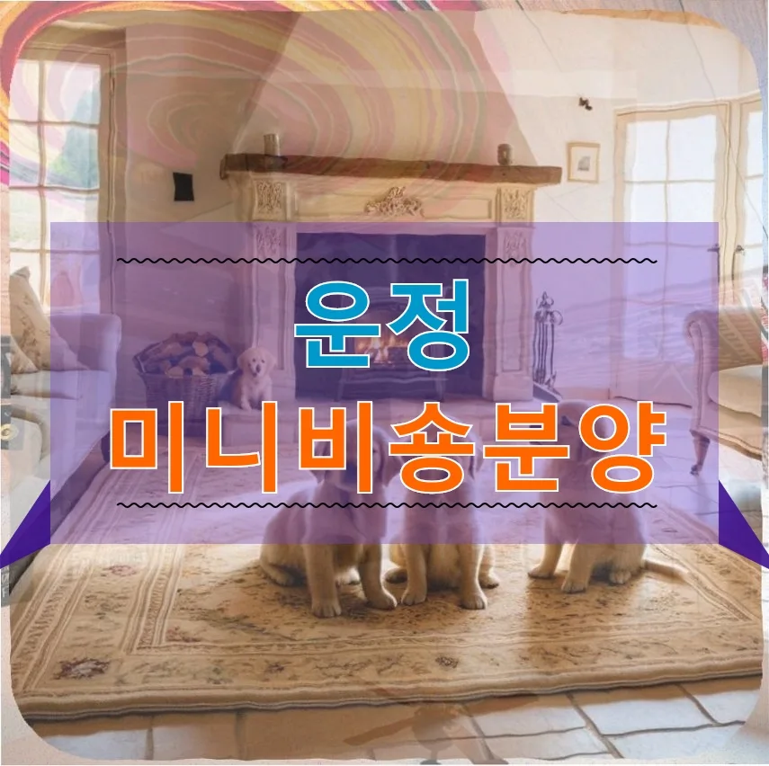 운정 미니 비숑 분양 후기: 털 빠짐 적고 온순한 반려견 선택 가이드 2026