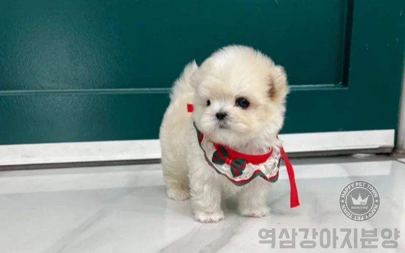 말티푸 입양 2026: 초보 반려인도 성공하는 분양 가이드 3