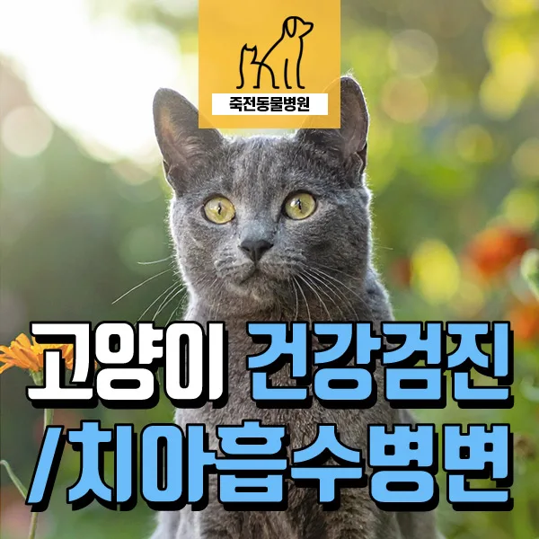 10살 고양이 치아흡수병변 치료, 건강검진부터 발치까지 2026년 총정리