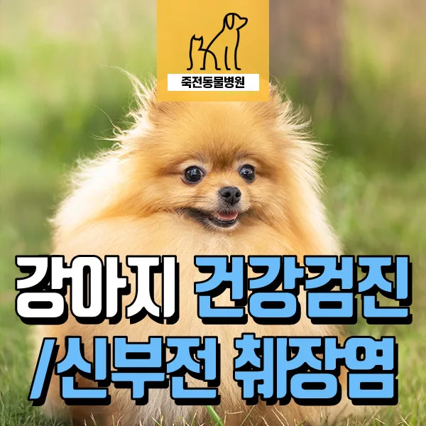 강아지 신부전, 증상 없어도 위험할까? 12살 포메라니안 사례 2026