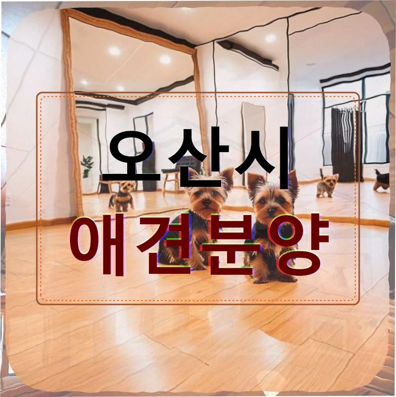 강아지 신발장 물어뜯는 이유? 오산 수의사 상담 후기 2026