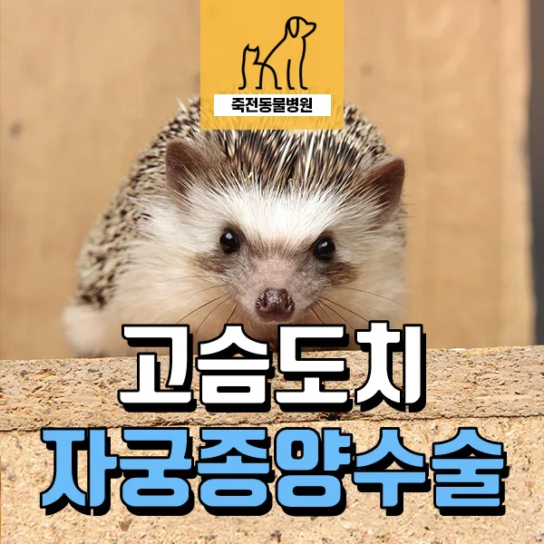고슴도치 혈뇨 오인, 자궁 종양 수술 후기 (2026년 최신 정보)