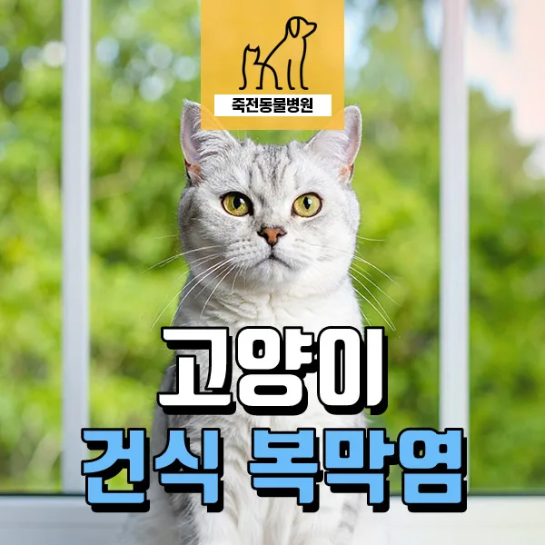 고양이 복막염 조기 진단 및 치료 후 중성화 수술 성공 사례 2026