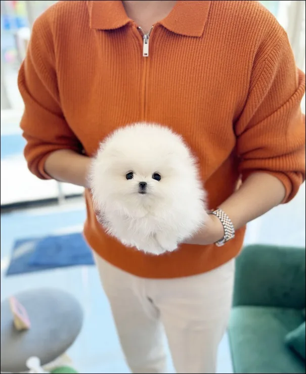 성내동 강아지 분양, 믿을 수 있는 애견샵 찾는 법 2026 2
