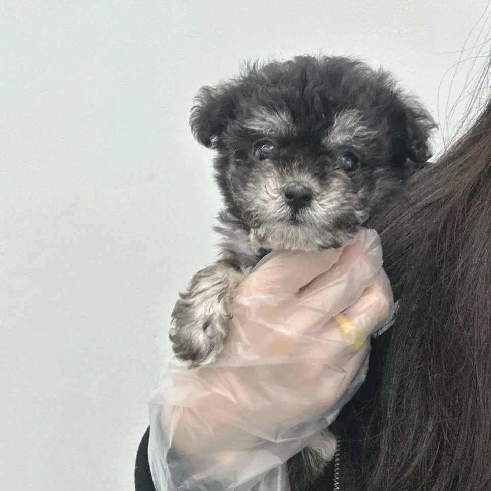 푸숑 분양 2026: 인천 푸들+비숑 믹스견 입양 가이드 2