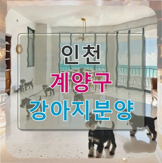 인천 계양구 강아지 분양, 입질견 입양 후기 및 주의사항 2026