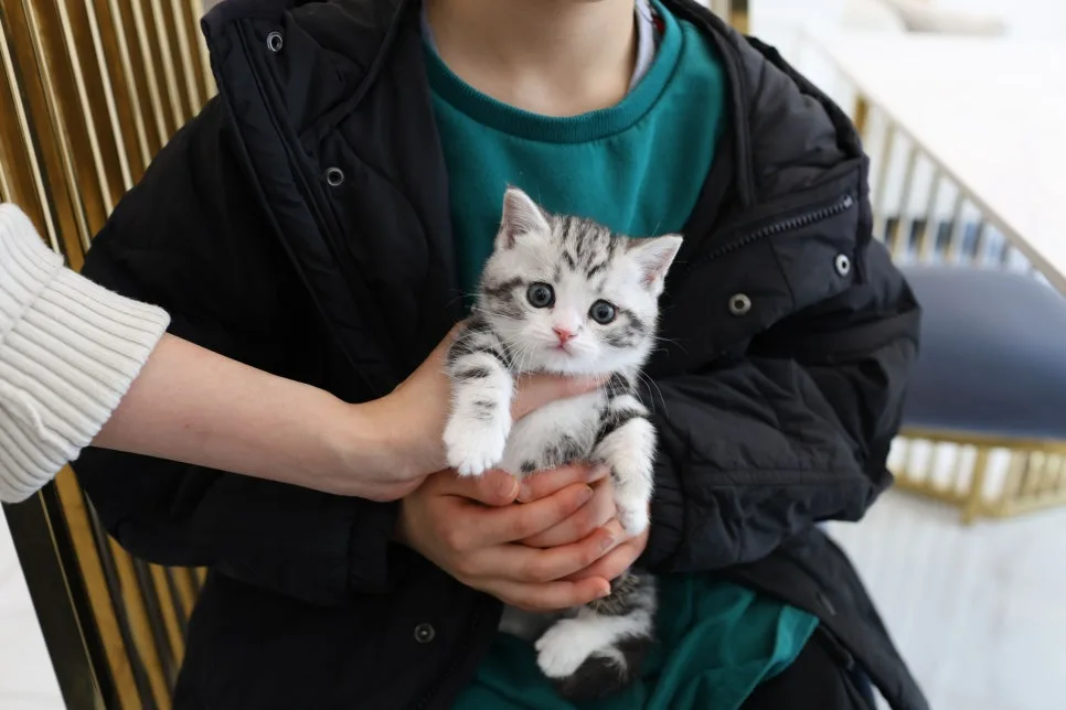 2026년 고양이 분양 후기: 신봉동, 파주 등 지역별 고사남 경험담