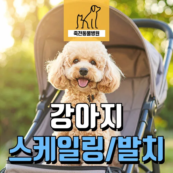 강아지 치수염 조기 발견: 스케일링 중 변색 치아 발치 사례 2026
