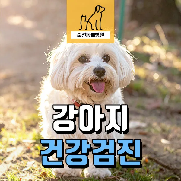 11살 말티즈 건강검진, 사람 음식 급여 시 위험성 2026년 총정리