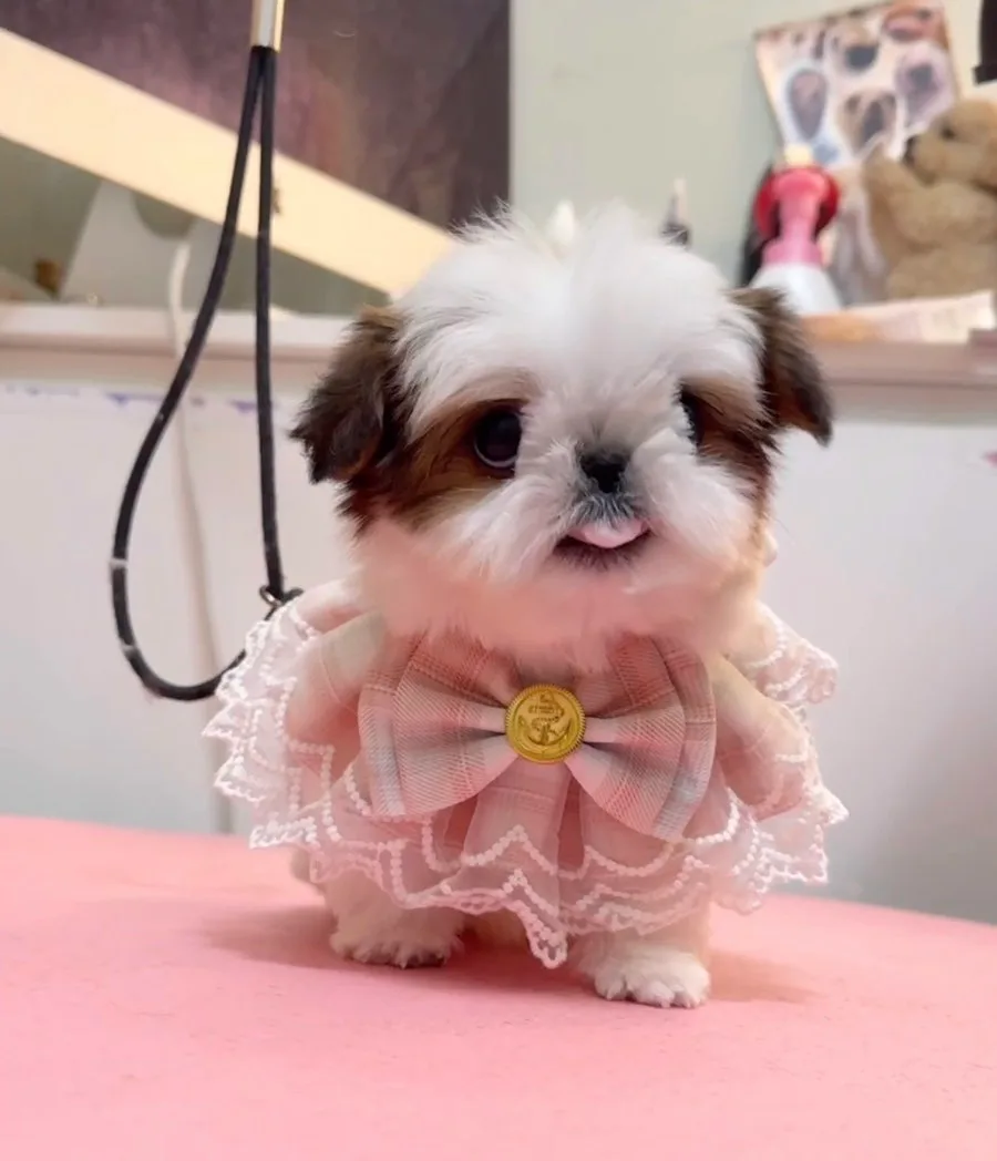 Kong Shih Tzu Puppy Guide 2026: Adopting 'Rolly' in Busan