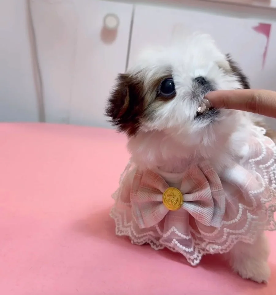 Kong Shih Tzu Puppy Guide 2026: Adopting 'Rolly' in Busan 2