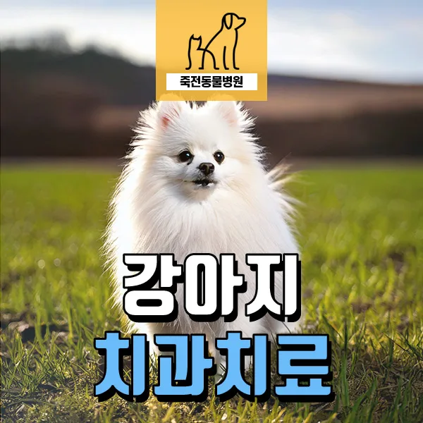 포메라니안 앞니 흔들림, 어금니 염증? 강아지 치과 치료 2026년 총정리